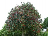 Ilex Aquifolium Std 35 285l