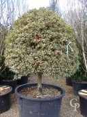 Ilex Arg  Mar Ball Std