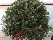 Ilex Crown