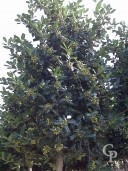 Ilex Mutc  'Nellie Stevens'