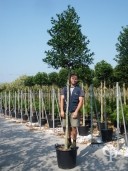 Ilex Mutc 'Nellie Stevens'   14-16    70l