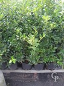 Ilex Mutc 'Nellie Stevens'   5l