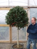 Ilex Mutc 'Nellie Stevens'  Half Std   70l