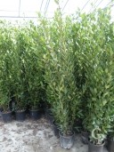 Laurus Nobilis   1,50-1,75  10l