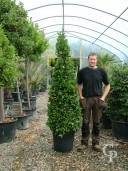 Laurus Nobilis   2,00 Cone 50l