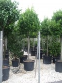 Laurus Nobilis  18-20  140l