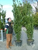 Laurus Nobilis  2,75-3,00  60l