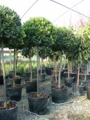 Laurus Nobilis 1,20 Stem 80 Crown