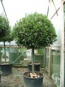 Laurus Nobilis 1,40+ Std