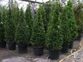 Laurus Nobilis 1,75 50l