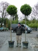 Laurus Nobilis 2,00 Std 50l