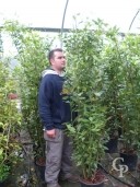 Laurus Nobilis 2,00+ 18l