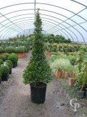 Laurus Nobilis 2 00 Cone