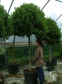 Laurus Nobilis 20-25