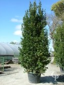 Laurus Nobilis 200l 4m