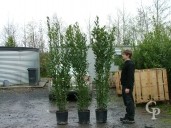 Laurus Nobilis 220+ 25l €44 00