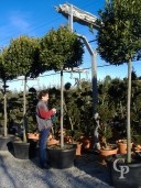 Laurus Nobilis 2m Std