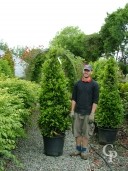 Laurus Nobilis 2m+ 50l