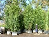 Laurus Nobilis 4,50 Extra