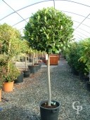 Laurus Nobilis 60l 110 C-S 16-18