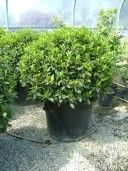 Laurus Nobilis Ball 1,20m