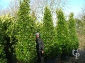 Laurus Nobilis Cone 3,50 4,00