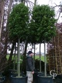 Laurus Nobilis Cylinder Crown 2025