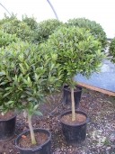 Laurus Nobilis Half Std