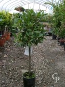 Laurus Nobilis Mini Std