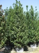 Laurus Nobilis Spec Bush 110l