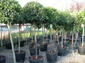 Laurus Nobilis Std 50l