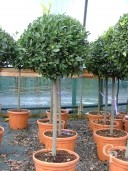 Laurus Nobilis Std LV40