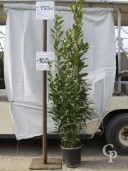 Laurus Nobilis 5l 125