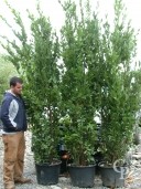 Laurus Nobilis50l