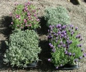 Lavandula  Trays