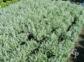 Lavandula 1 5l