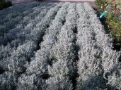 Lavandula Angu 'Vera'    4 5l