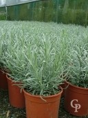 Lavandula Angustifolia  4 5l