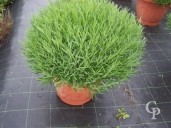 Lavandula Angustifolia 25