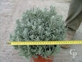 Lavandula Angustifolia 5l