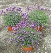 Lavandula Steochas 4 5l