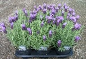 Lavandula Stoechas  1 5l