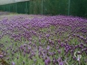 Lavandula Stoechas  Flower