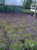 Lavandula Stoechas