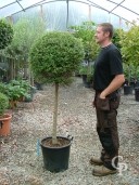 Ligustrum Delavayanum    30l