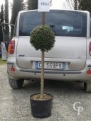 Ligustrum Delavayanum    Half Std Stem 60cm  Crown 30-35cm