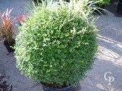 Ligustrum Delavayanum   Dome  30l