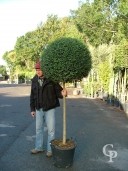 Ligustrum Delavayanum   Half Std   70l