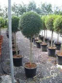 Ligustrum Delavayanum   Std   30l