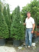 Ligustrum Delavayanum  2,00 Cone 50l